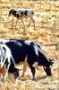 valnerina_visso_mucche17