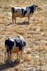 valnerina_visso_mucche18