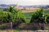 vigna_santa_casa1