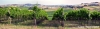 vigna_santa_casa2