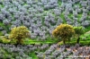 foligno_campagna1