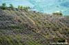 foligno_campagna2