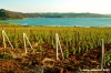 lago_corbara13a