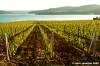 lago_corbara13c