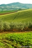 marsciano02
