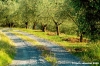 marsciano04