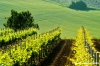 marsciano15