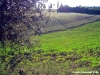 marsciano23