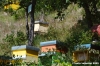 scopoli006