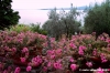 trasimeno_monte_lago09