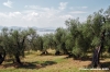 trasimeno_monte_lago52