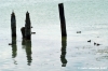 trasimeno_polvese016