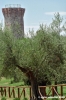 trasimeno_polvese029