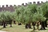 trasimeno_polvese030