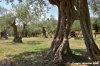 trasimeno_polvese034