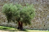 trasimeno_polvese045
