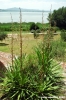 trasimeno_polvese055