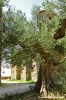 trasimeno_polvese063