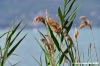 trasimeno_polvese086