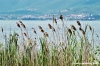 trasimeno_polvese087