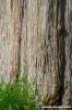 trasimeno_polvese102
