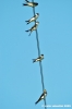 trasimeno_polvese106
