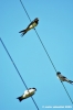 trasimeno_polvese109