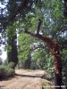 trasimeno_polvese_sansecondo14