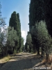 trasimeno_polvese_sansecondo15