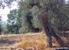 trasimeno_polvese_sansecondo19