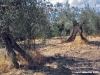 trasimeno_polvese_sansecondo20