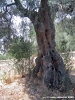 trasimeno_polvese_sansecondo22