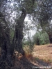 trasimeno_polvese_sansecondo23