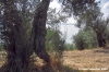 trasimeno_polvese_sansecondo24