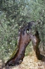 trasimeno_polvese_sansecondo25