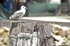trasimeno_sanfeliciano23