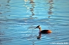 trasimeno_svasso01