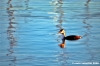 trasimeno_svasso02