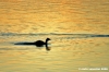 trasimeno_svasso03