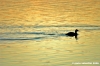 trasimeno_svasso04