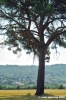 trasimeno_zocco12