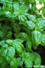 basilico04