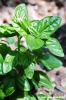 basilico1