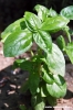basilico2