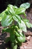 basilico3