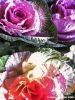 cavolfiore_decorativo2