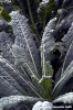 cavolo_nero1