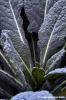 cavolo_nero3
