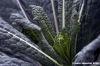 cavolo_nero4
