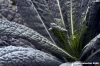 cavolo_nero5